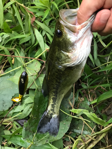 ブラックバスの釣果