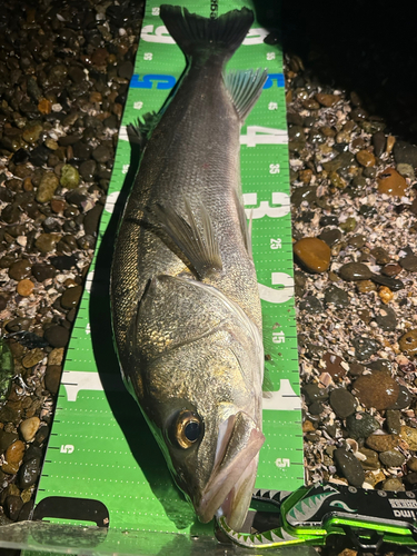 シーバスの釣果