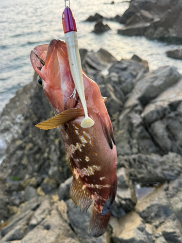 キジハタの釣果