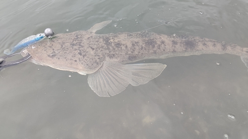 マゴチの釣果