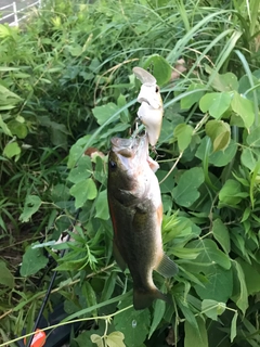 ブラックバスの釣果