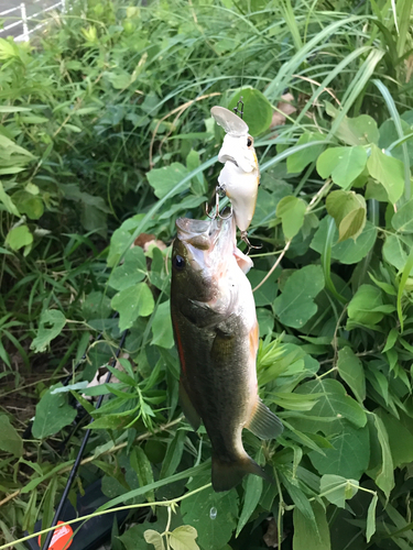 ブラックバスの釣果