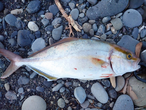 ショゴの釣果