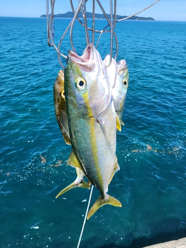 ヤズの釣果