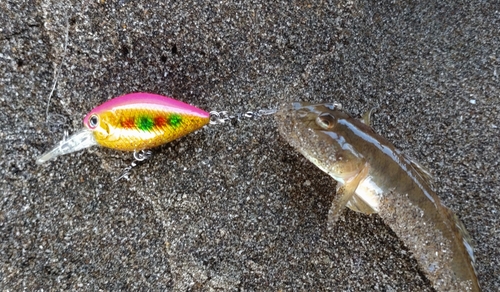 マハゼの釣果