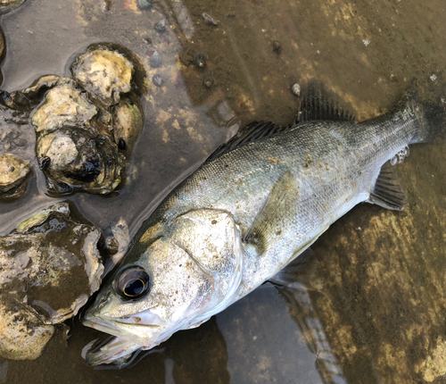 セイゴ（タイリクスズキ）の釣果