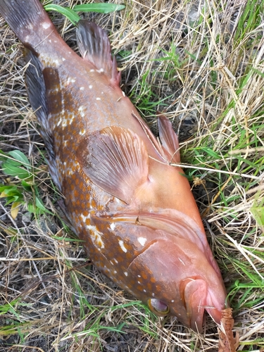 アコウの釣果