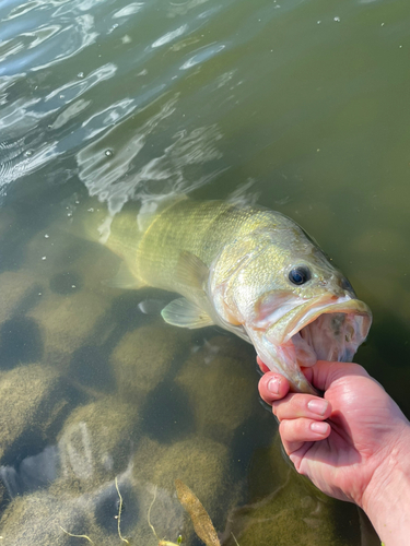 ブラックバスの釣果