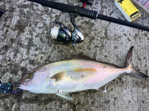 ショゴの釣果