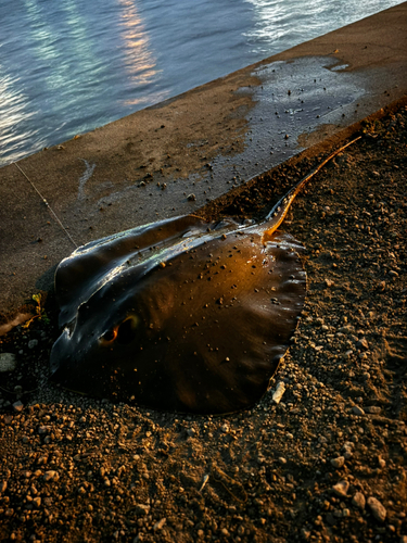 アカエイの釣果