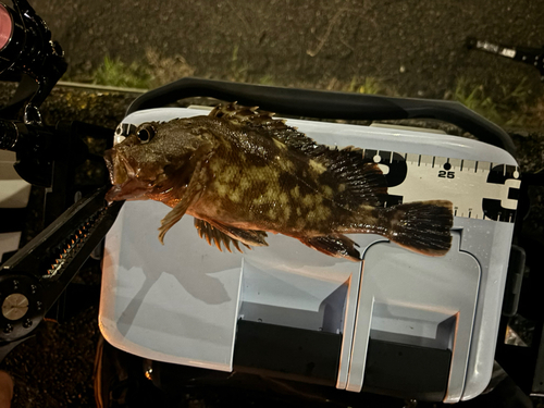 カサゴの釣果