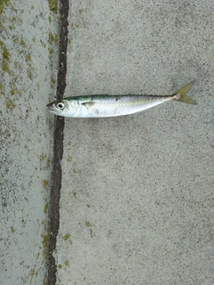 サバの釣果