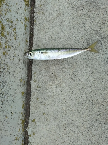 サバの釣果