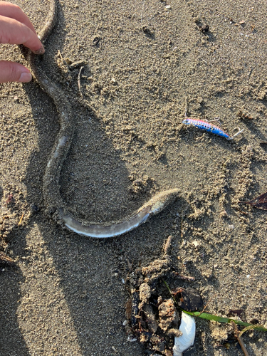 アナゴの釣果