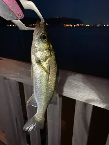 セイゴ（マルスズキ）の釣果