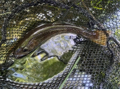 ニッコウイワナの釣果