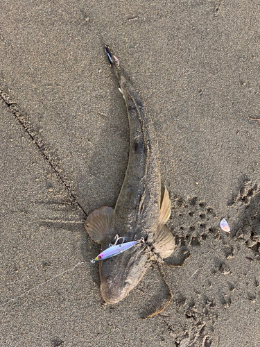 マゴチの釣果