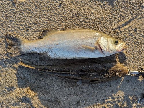 ヒラスズキの釣果