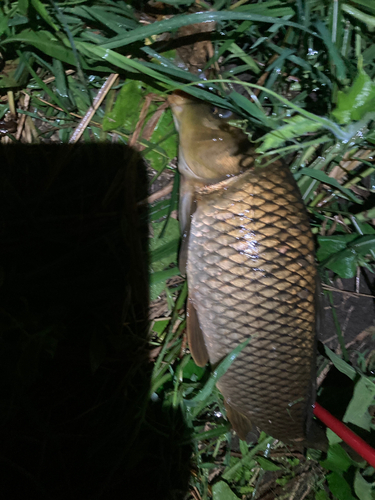 ウナギの釣果