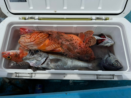 クロムツの釣果