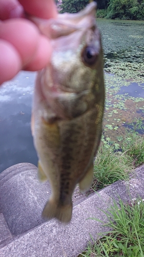 ラージマウスバスの釣果