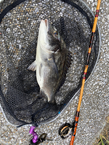 クロダイの釣果