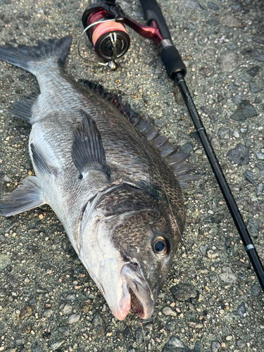 チヌの釣果