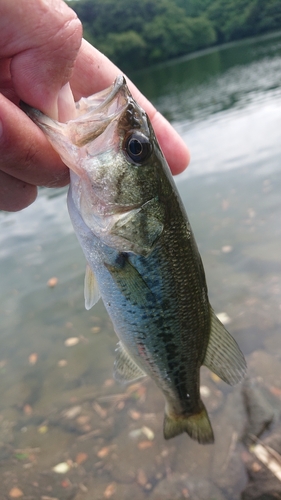 ラージマウスバスの釣果