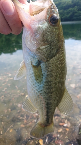 ラージマウスバスの釣果