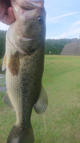 ラージマウスバスの釣果