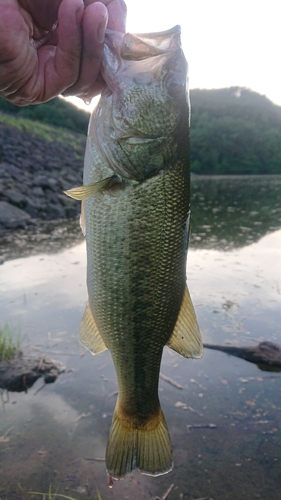 ラージマウスバスの釣果