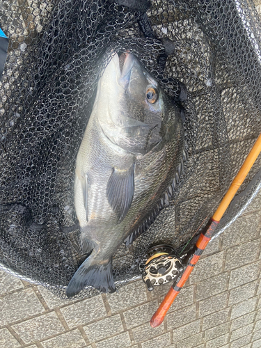 クロダイの釣果