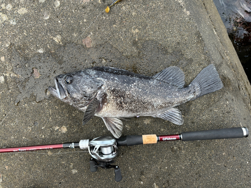 クロソイの釣果