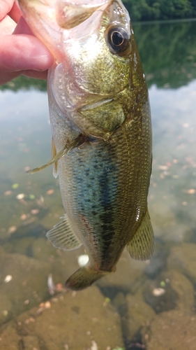 ラージマウスバスの釣果