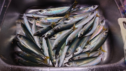 マサバの釣果