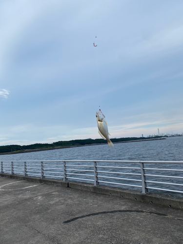 イシモチの釣果