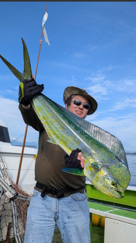 シイラの釣果