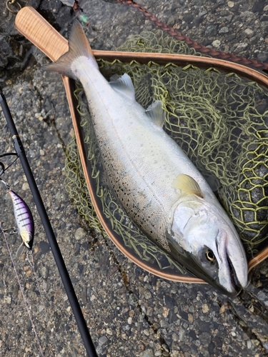 アマゴの釣果