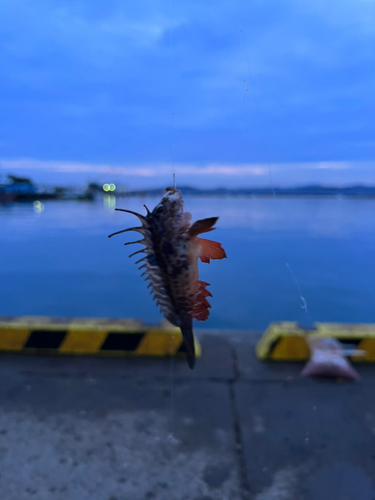 ハオコゼの釣果