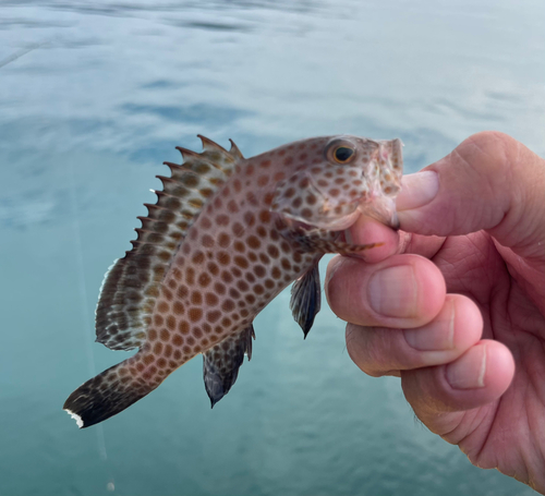 オオモンハタの釣果