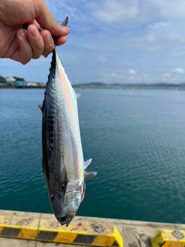 ソウダガツオの釣果