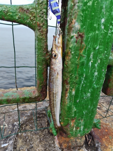 カマスの釣果