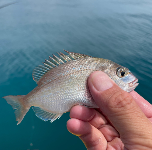 チャリコの釣果