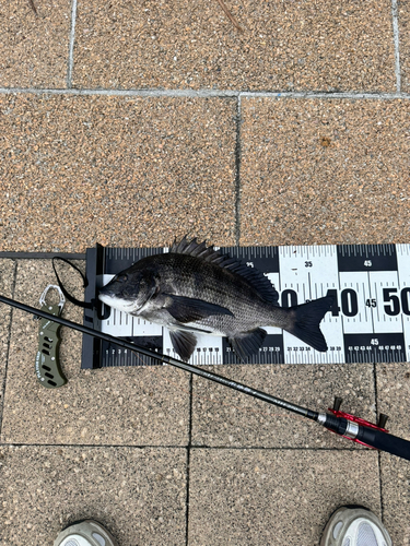 クロダイの釣果