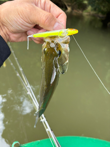 ラージマウスバスの釣果