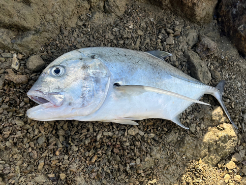 ロウニンアジの釣果