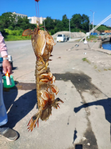 シャコの釣果