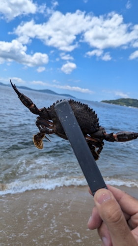 ワタリガニの釣果