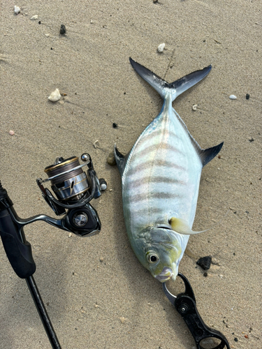 クロヒラアジの釣果