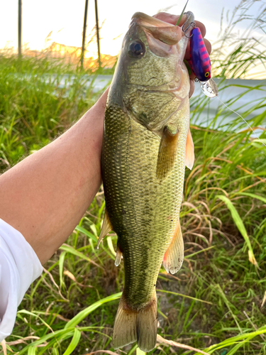 ブラックバスの釣果